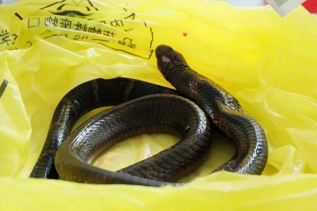 眼镜王蛇咬伤老人<strong></p>
<p>抹茶交易所美区</strong>,家属拖两米多长的“凶手”冲进医院!“拎蛇就医”可取吗?