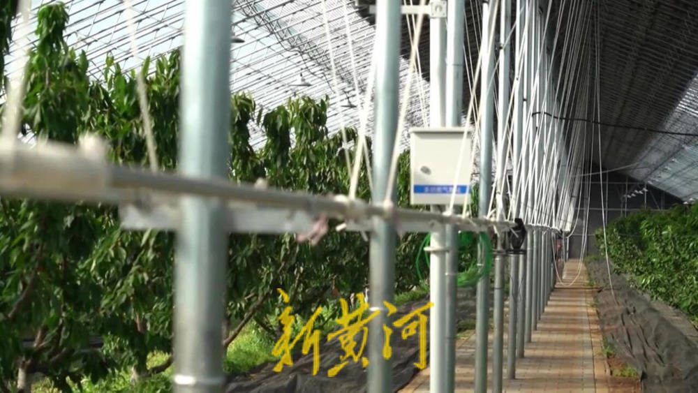 潍坊临朐:30.77 亿元<strong></p>
<p>抹茶交易所app苹果手机下载</strong>!“红玛瑙”大樱桃何以成乡村振兴“甜蜜引擎”