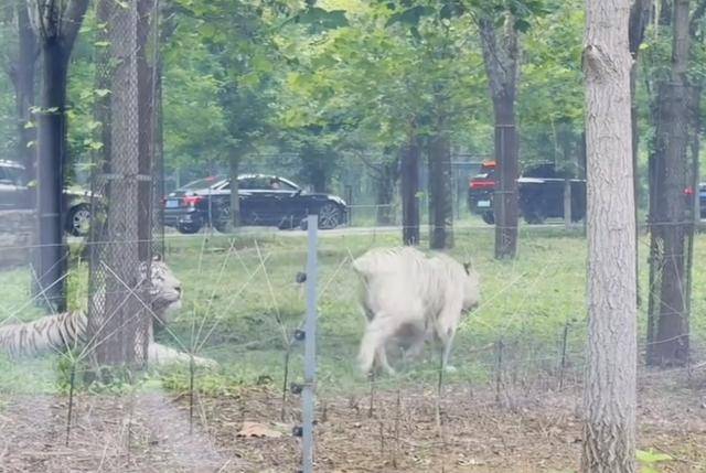 惊险！野生动物园内<strong></p>
<p>抹茶交易所app苹果手机下载</strong>，两车剐蹭，车主下车沟通老虎一旁围观