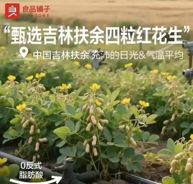 “花生上树”闹剧：AI翻车背后，我们都在弄丢常识？