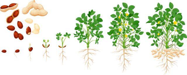 “花生上树”闹剧：AI翻车背后<strong></p>
<p>抹茶交易所导出钱包</strong>，我们都在弄丢常识？