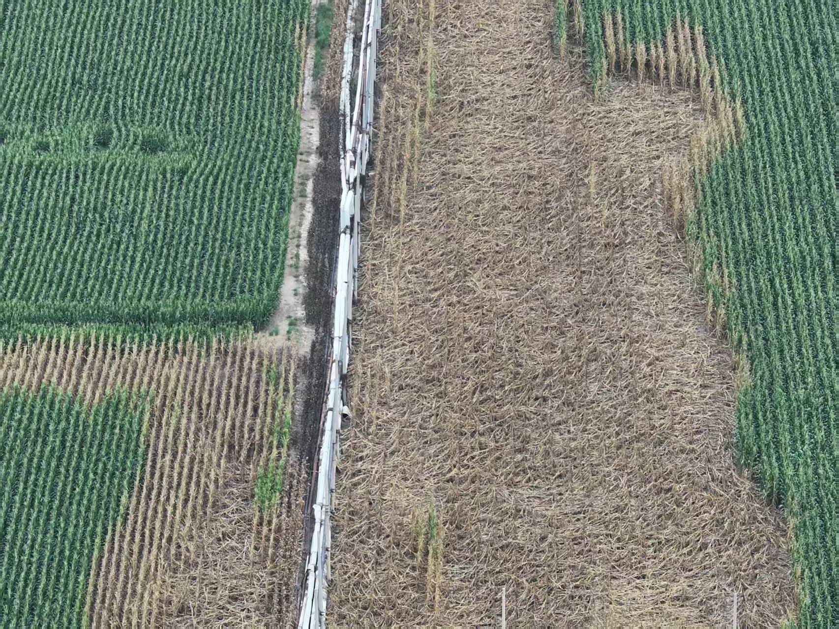 河北柏乡:造纸厂污水外排大片农作物致死引关注<strong></p>
<p>交易所大概多长时间到账</strong>!