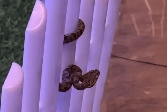 九寨沟一酒店大堂出现蝮蛇<strong></p>
<p>抹茶交易所资质</strong>，小孩还摸了蛇头！当地通报：孩子没被咬伤，已全面排查