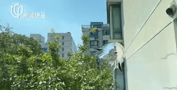 叶某(60岁)已被刑拘<strong></p>
<p>mxc抹茶交易所地址官网</strong>!监控曝光…网友怒斥如此行径太恶劣