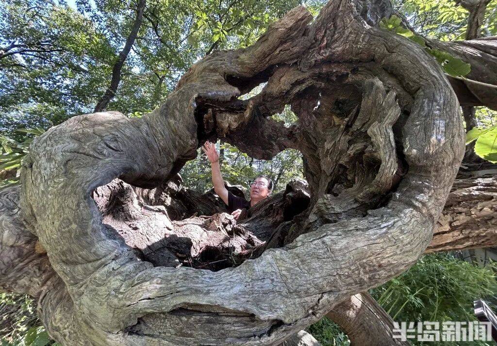 1014岁!青岛这棵“千年树王”<strong></p>
<p>抹茶交易所大陆</strong>,主干碳化严重,镂空处能站两人!每年仍可结果数十斤→