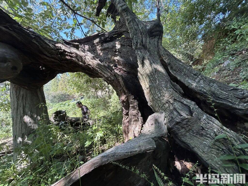 1014岁!青岛这棵“千年树王”<strong></p>
<p>抹茶交易所大陆</strong>,主干碳化严重,镂空处能站两人!每年仍可结果数十斤→