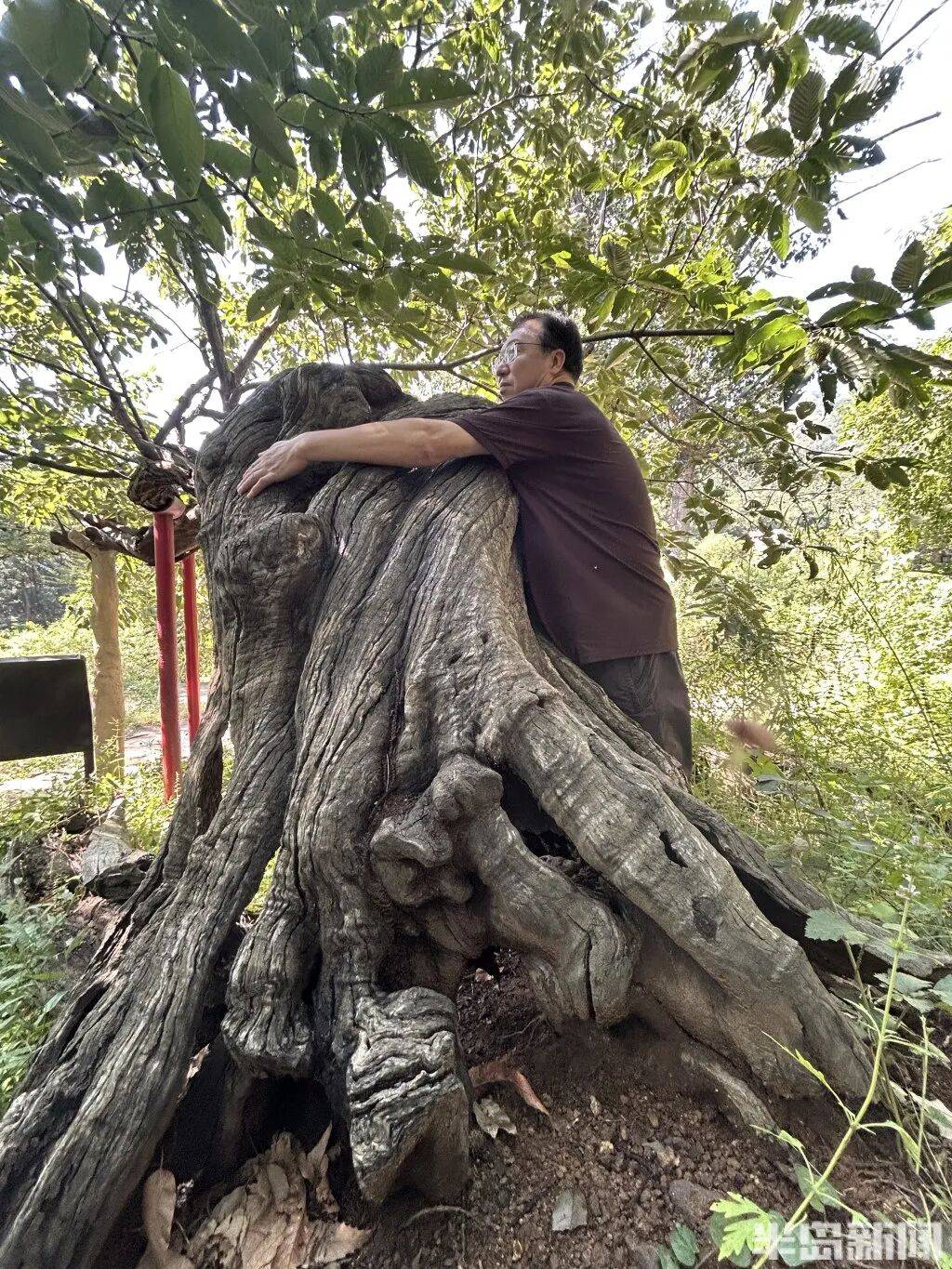 1014岁!青岛这棵“千年树王”<strong></p>
<p>抹茶交易所大陆</strong>,主干碳化严重,镂空处能站两人!每年仍可结果数十斤→