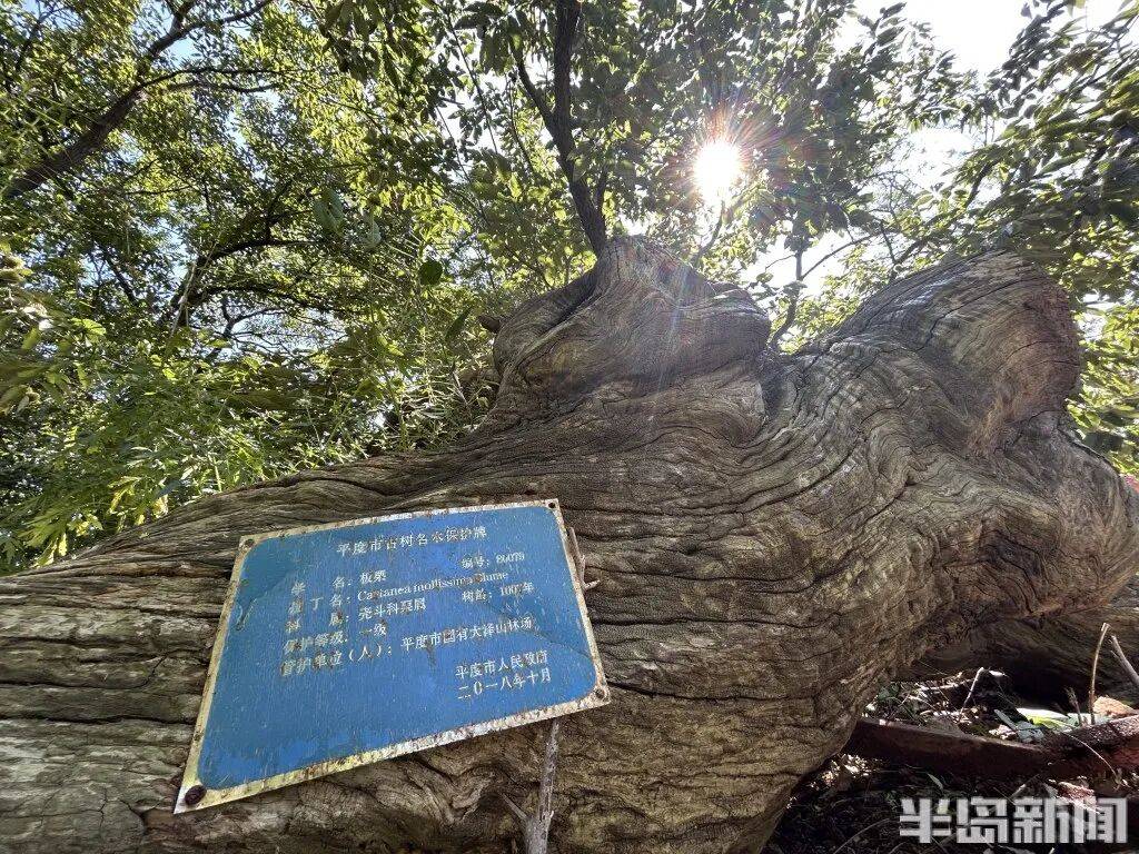 1014岁!青岛这棵“千年树王”<strong></p>
<p>抹茶交易所大陆</strong>,主干碳化严重,镂空处能站两人!每年仍可结果数十斤→