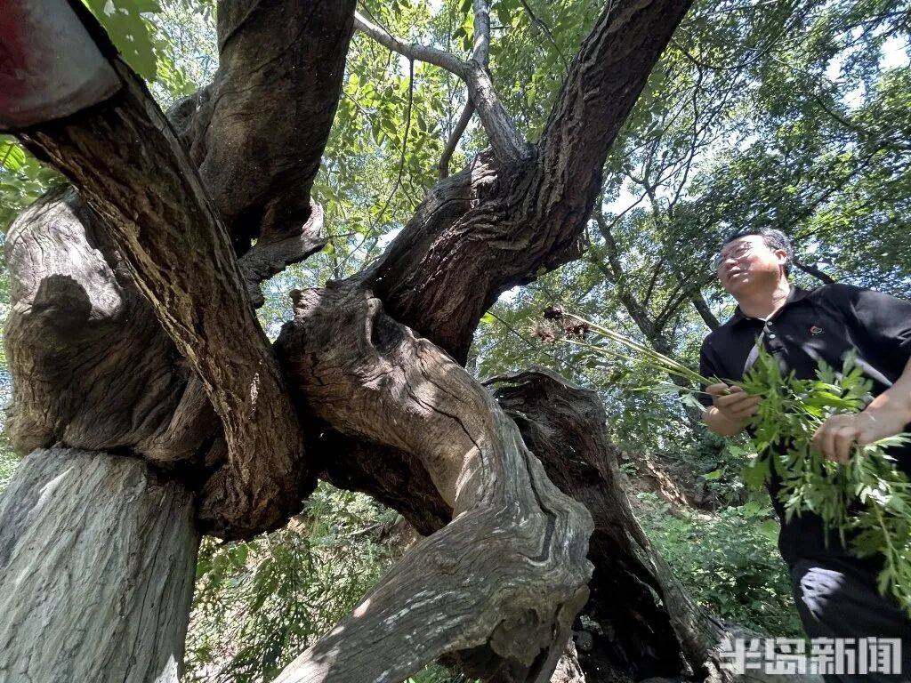 1014岁!青岛这棵“千年树王”<strong></p>
<p>抹茶交易所大陆</strong>,主干碳化严重,镂空处能站两人!每年仍可结果数十斤→