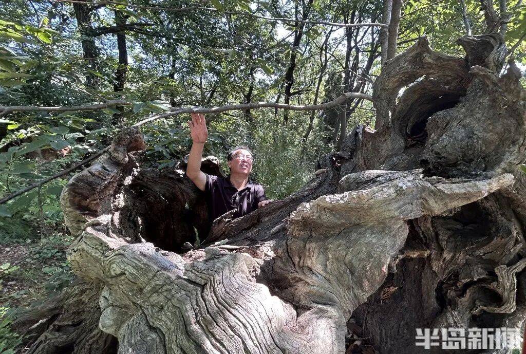 1014岁!青岛这棵“千年树王”<strong></p>
<p>抹茶交易所大陆</strong>,主干碳化严重,镂空处能站两人!每年仍可结果数十斤→