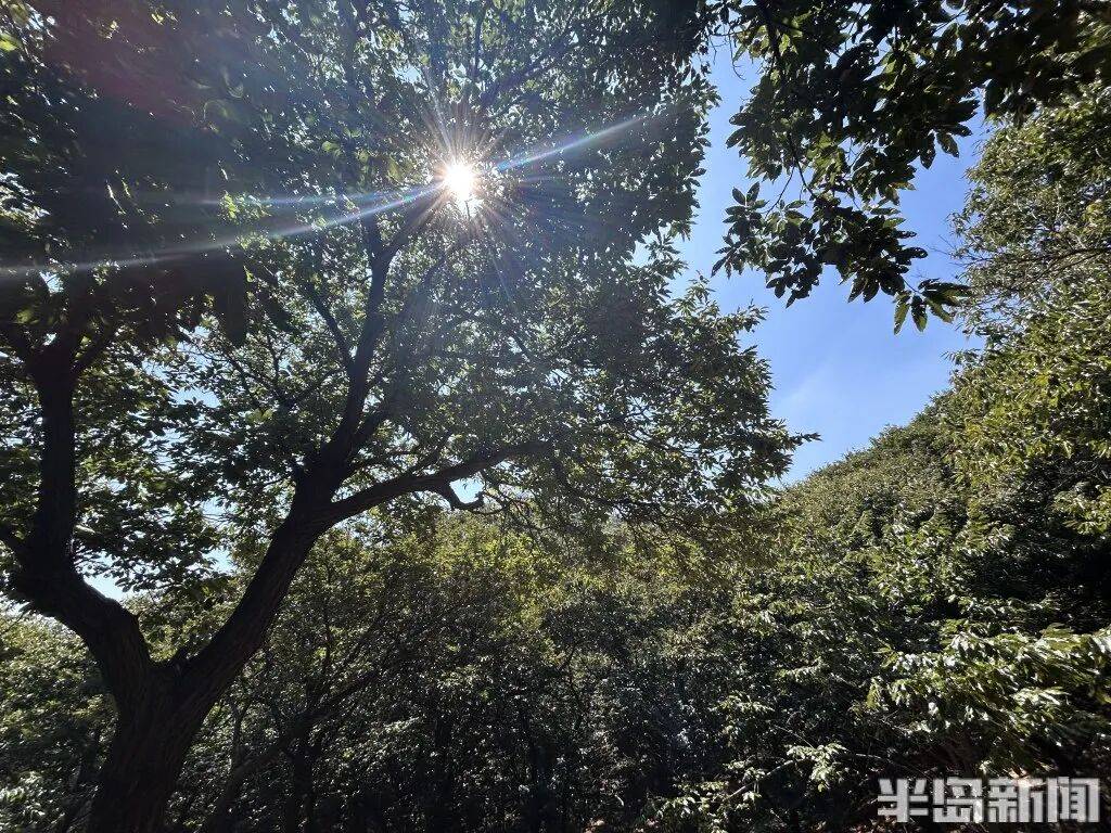 1014岁!青岛这棵“千年树王”<strong></p>
<p>抹茶交易所大陆</strong>,主干碳化严重,镂空处能站两人!每年仍可结果数十斤→