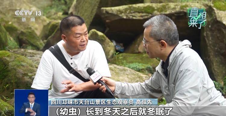 网传萤火虫濒临灭绝<strong></p>
<p>抹茶交易所app操作如何</strong>，是真的吗？