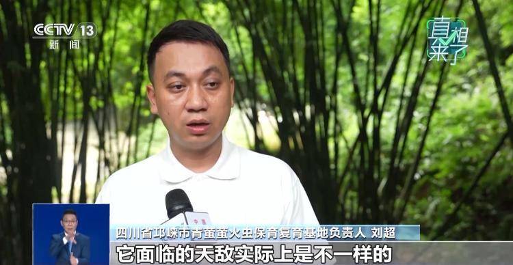 网传萤火虫濒临灭绝<strong></p>
<p>抹茶交易所app操作如何</strong>，是真的吗？