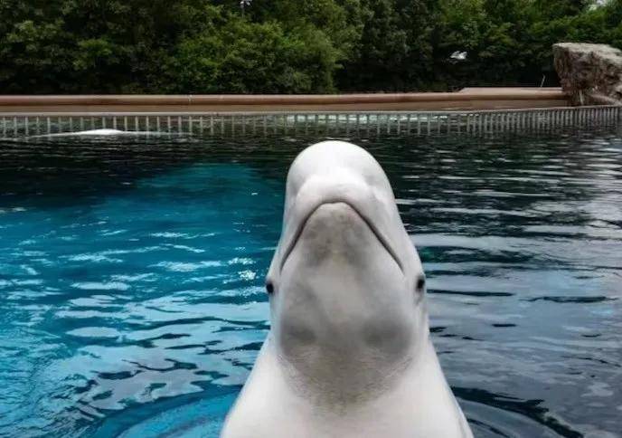 宁愿全部安乐死<strong></p>
<p>越南抹茶交易所</strong>，也不给中国？加拿大养不起30头白鲸，中国愿接手，然而...