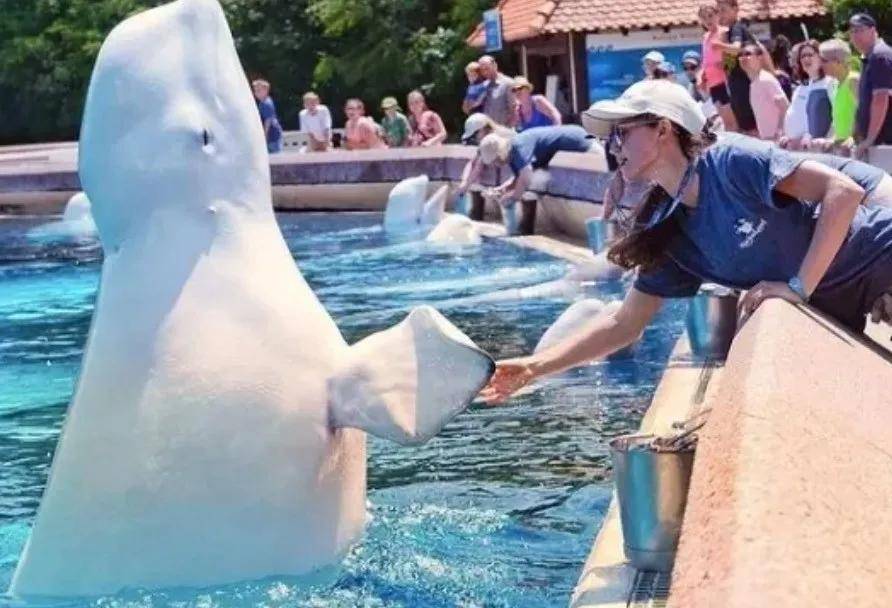 宁愿全部安乐死<strong></p>
<p>越南抹茶交易所</strong>，也不给中国？加拿大养不起30头白鲸，中国愿接手，然而...