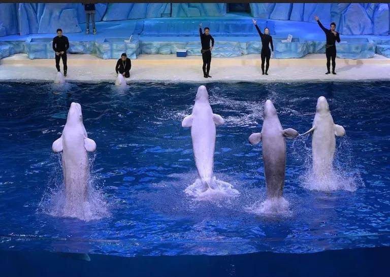 宁愿全部安乐死<strong></p>
<p>越南抹茶交易所</strong>，也不给中国？加拿大养不起30头白鲸，中国愿接手，然而...