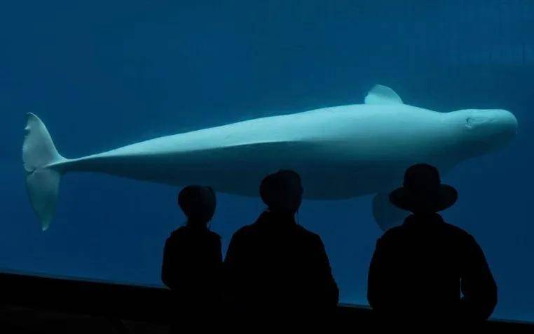 宁愿全部安乐死<strong></p>
<p>越南抹茶交易所</strong>，也不给中国？加拿大养不起30头白鲸，中国愿接手，然而...