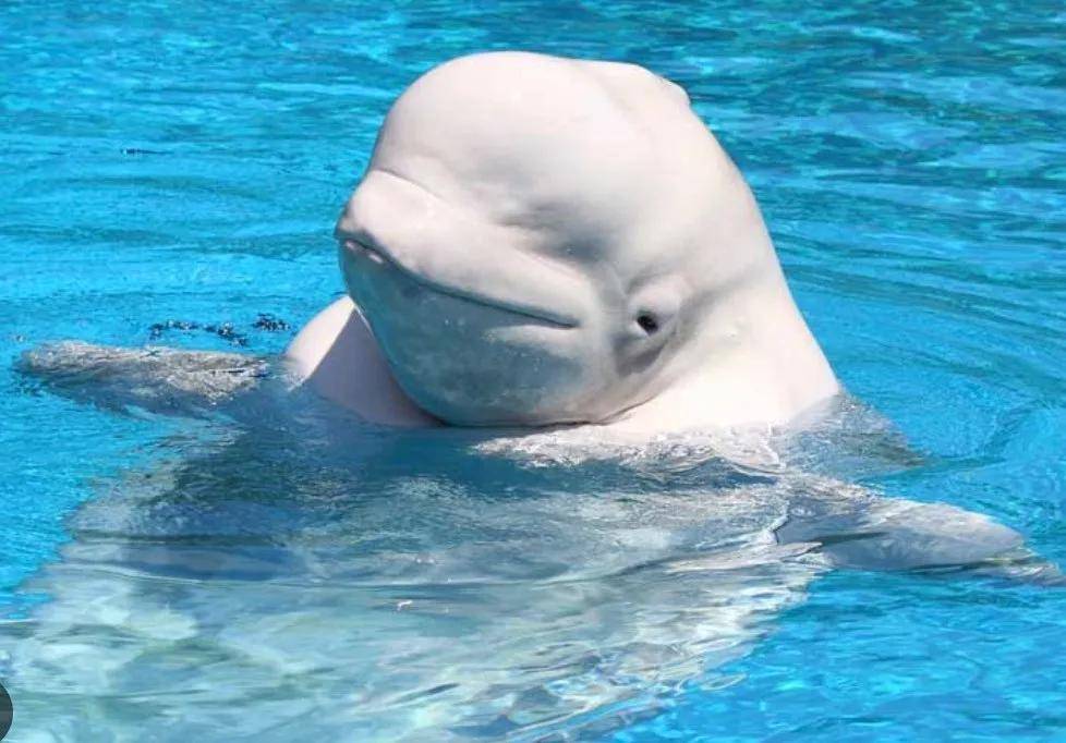 宁愿全部安乐死<strong></p>
<p>越南抹茶交易所</strong>，也不给中国？加拿大养不起30头白鲸，中国愿接手，然而...