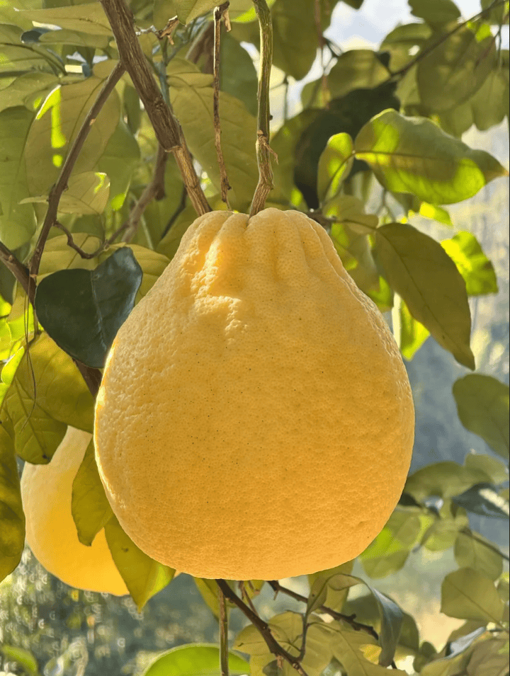 没有什么能阻挡！今天<strong></p>
<p>越南抹茶交易所</strong>，广西人就是要回家！