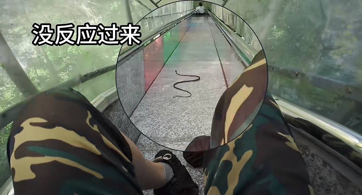 游客称在广西丹炉山滑道遇蛇<strong></p>
<p>抹茶交易所</strong>,景区致歉:这么多年就这一次,每年都做防蛇处理