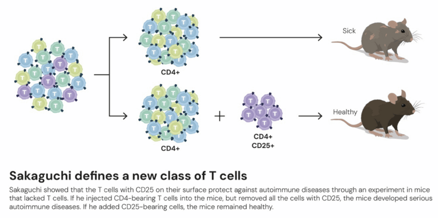 这个诺奖迟到了30年<strong></p>
<p>抹茶交易所</strong>!三位科学家揭示免疫系统如何避免“自相残杀”