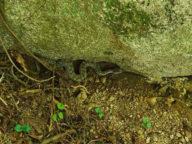 青岛大叔挖水沟发现一窝尖头毒蛇<strong></p>
<p>如何买币</strong>,专家:系本地红脖颈槽蛇,毒性弱咬伤概率低