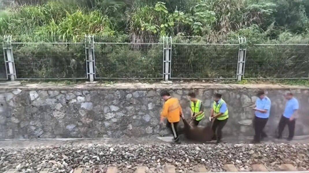 湖北一列车撞上野猪致停运<strong></p>
<p>如何买币</strong>，铁路局：野猪已无害化处理，列车正常运行；附近曾发生多起野猪伤人事件