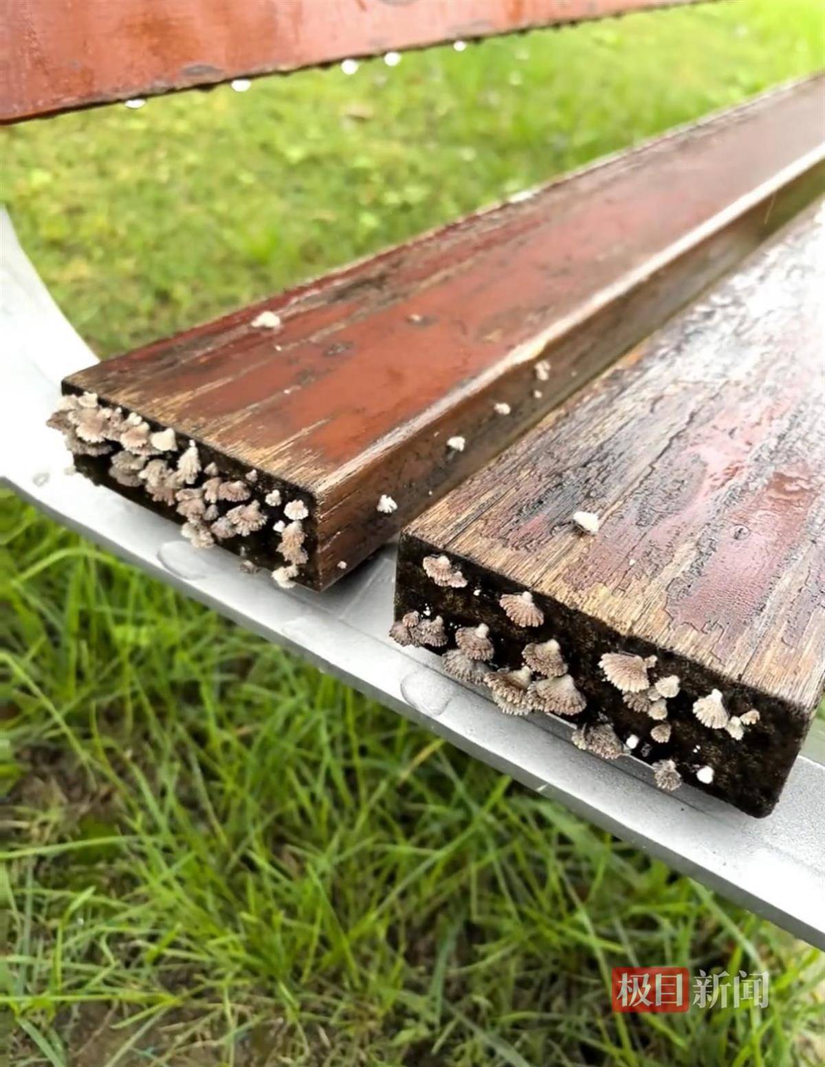 西安连续一个多月降雨遍地长蘑菇<strong></p>
<p>抹茶交易所杠杆代币</strong>，大雁塔受潮，城墙布满青苔，气象局解释成因