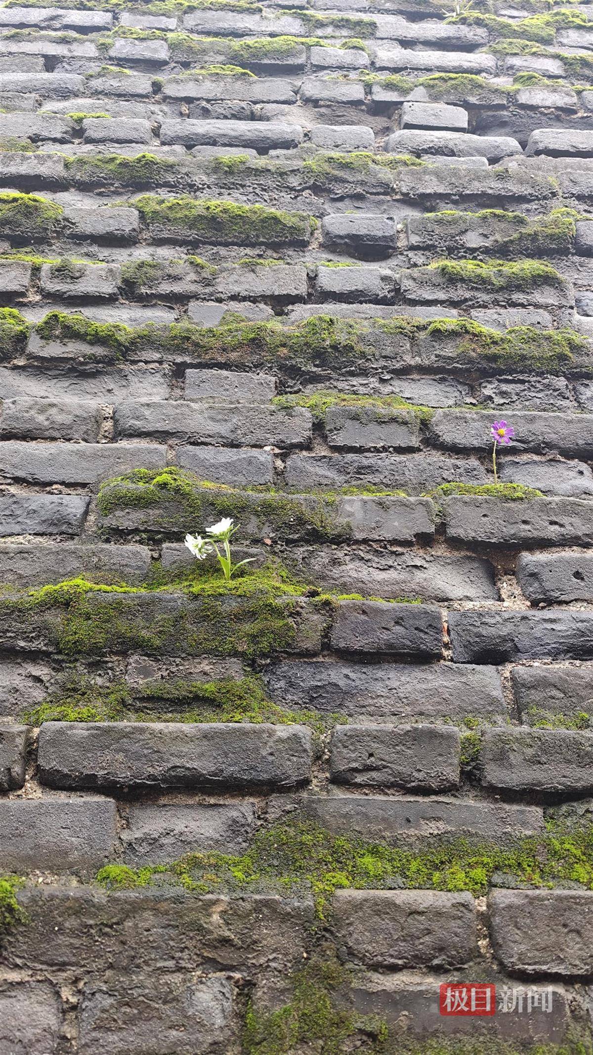 西安连续一个多月降雨遍地长蘑菇<strong></p>
<p>抹茶交易所杠杆代币</strong>，大雁塔受潮，城墙布满青苔，气象局解释成因