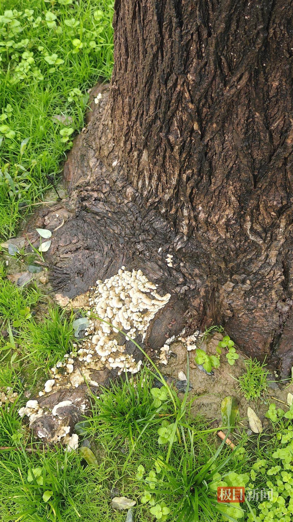 西安连续一个多月降雨遍地长蘑菇<strong></p>
<p>抹茶交易所杠杆代币</strong>，大雁塔受潮，城墙布满青苔，气象局解释成因