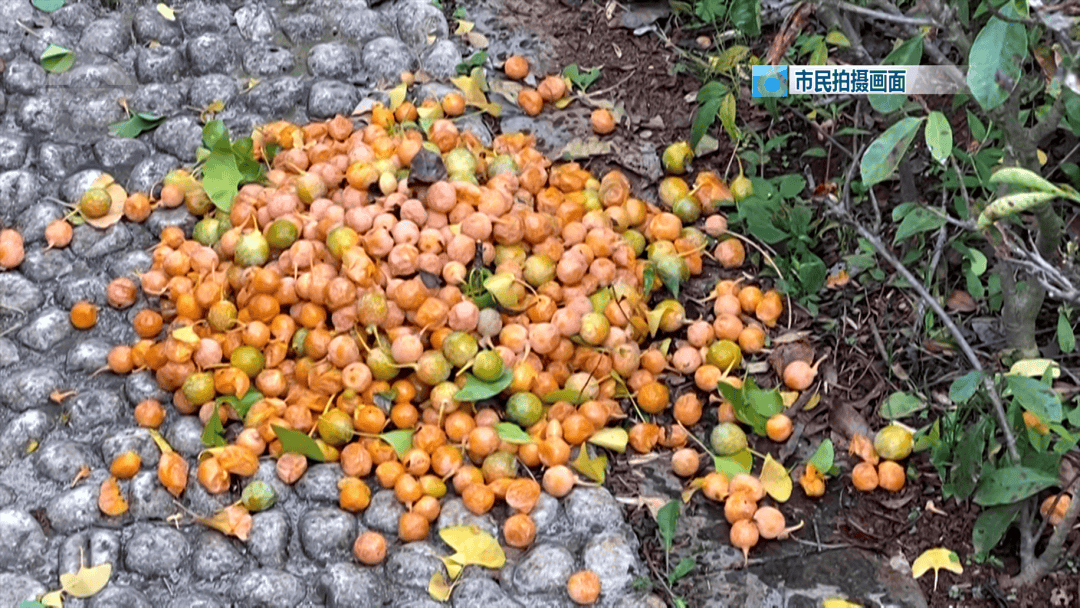 不要捡<strong></p>
<p>抹茶交易所杠杆代币</strong>!不要吃!昆明街头正大量出现……