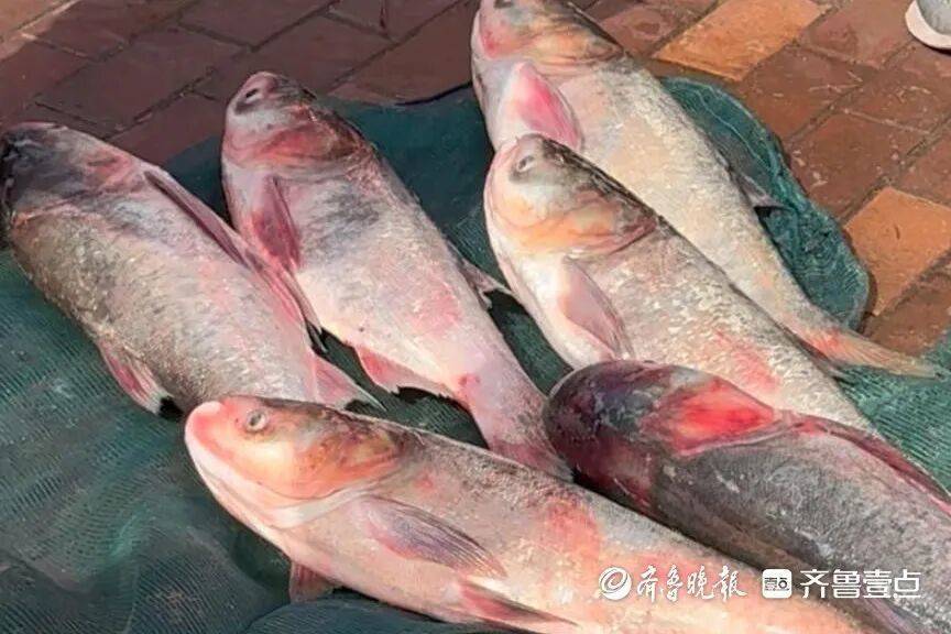 “鱼多得数不过来<strong></p>
<p>抹茶交易所哪个最好</strong>,一网子下去能捞好几条”济南锦绣川水库开闸放水,大量鲢鱼被冲出,工作人员:禁止捕捞!