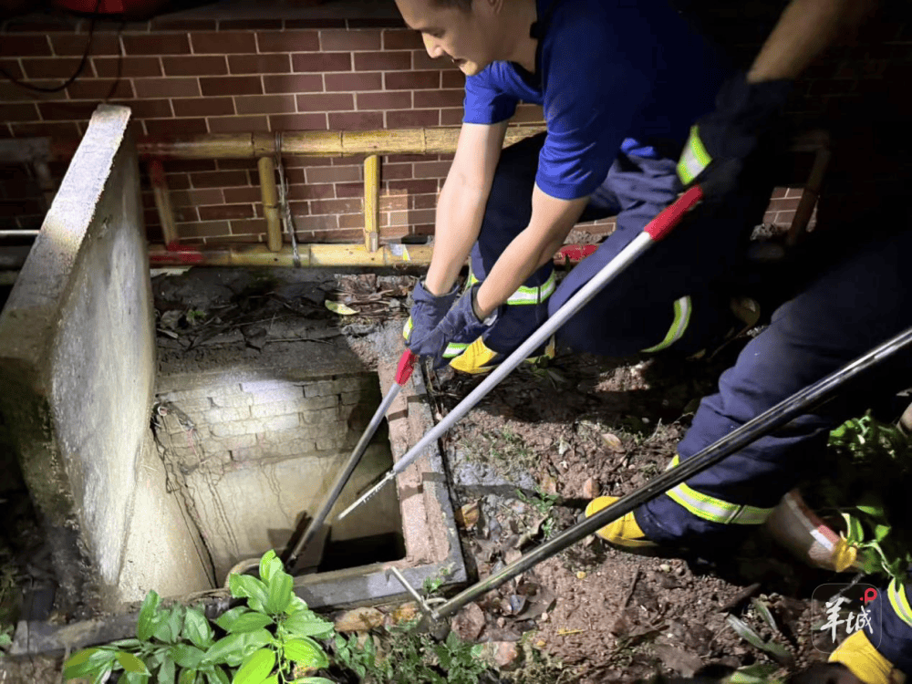 广州一小区蛇患频发：已抓超60条但未探测到蛇窝位置<strong></p>
<p>抹茶交易所哪个最好</strong>，多方介入