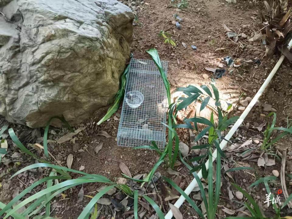 广州一小区蛇患频发：已抓超60条但未探测到蛇窝位置<strong></p>
<p>抹茶交易所哪个最好</strong>，多方介入