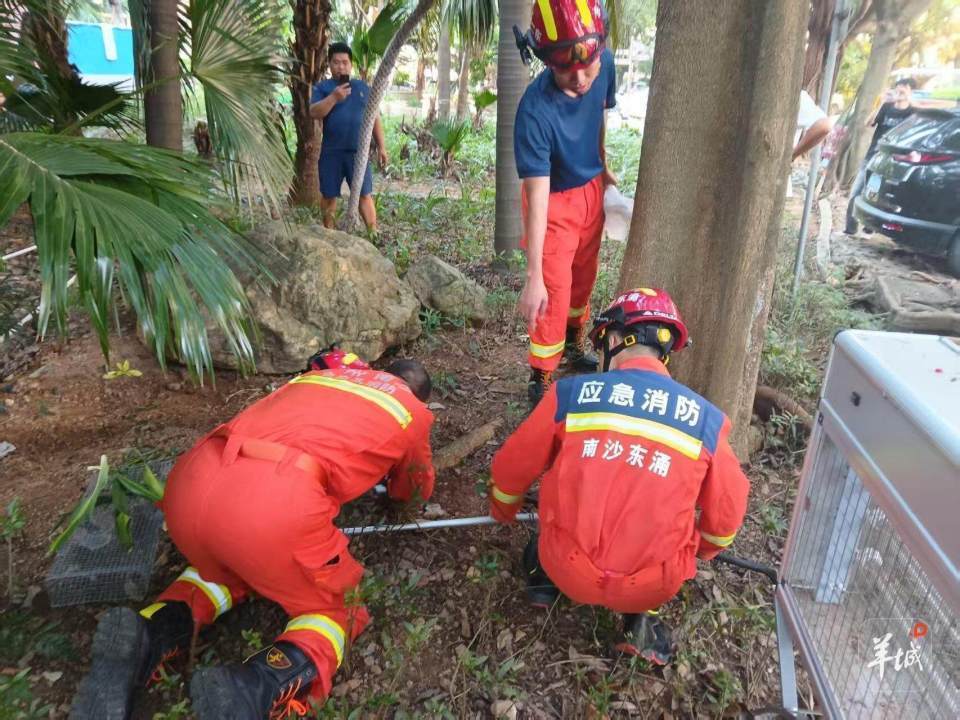 广州一小区蛇患频发：已抓超60条但未探测到蛇窝位置<strong></p>
<p>抹茶交易所哪个最好</strong>，多方介入
