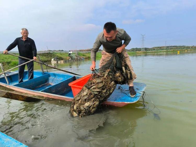武汉江夏一地大闸蟹大量上市<strong></p>
<p>海外版下载链接</strong>,日产1000斤当天售完,每只螃蟹有自己的“身份证”,吃深海小黄鱼长大