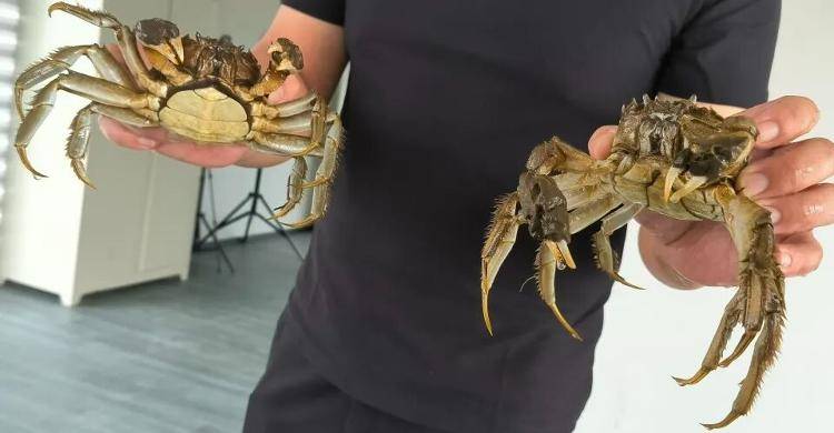 武汉江夏一地大闸蟹大量上市<strong></p>
<p>海外版下载链接</strong>,日产1000斤当天售完,每只螃蟹有自己的“身份证”,吃深海小黄鱼长大