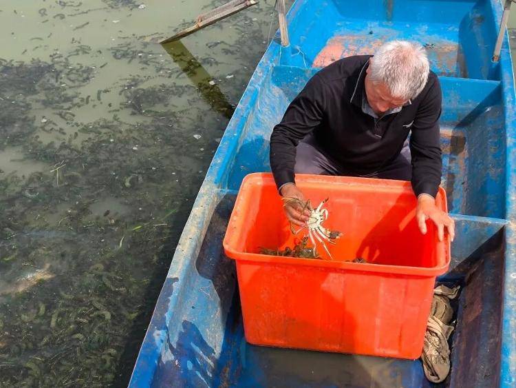 武汉江夏一地大闸蟹大量上市<strong></p>
<p>海外版下载链接</strong>,日产1000斤当天售完,每只螃蟹有自己的“身份证”,吃深海小黄鱼长大