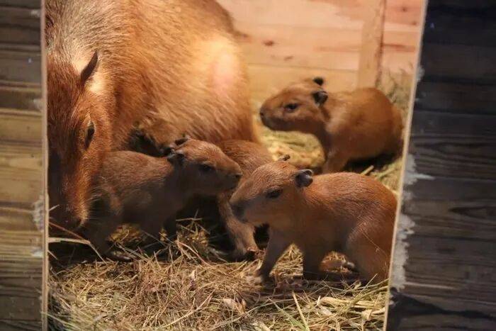 出生1小时就能独立行走<strong></p>
<p>抹茶交易所怎么转成人民币</strong>，济南动物园“果果”和“豚豚”的4只新生幼崽，周末和市民见面