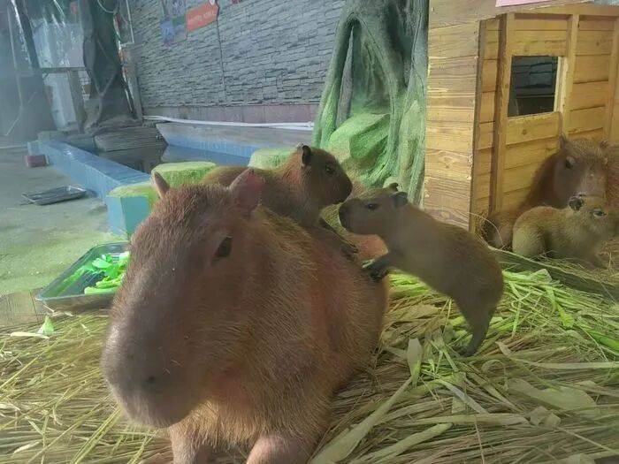 出生1小时就能独立行走<strong></p>
<p>抹茶交易所怎么转成人民币</strong>，济南动物园“果果”和“豚豚”的4只新生幼崽，周末和市民见面