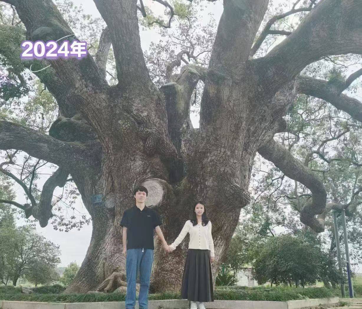 岳阳情侣连续9年在家乡千年古樟树下合影<strong></p>
<p>抹茶交易所怎么转成人民币</strong>，今年国庆终修正果：希望爱情像古树一样长久