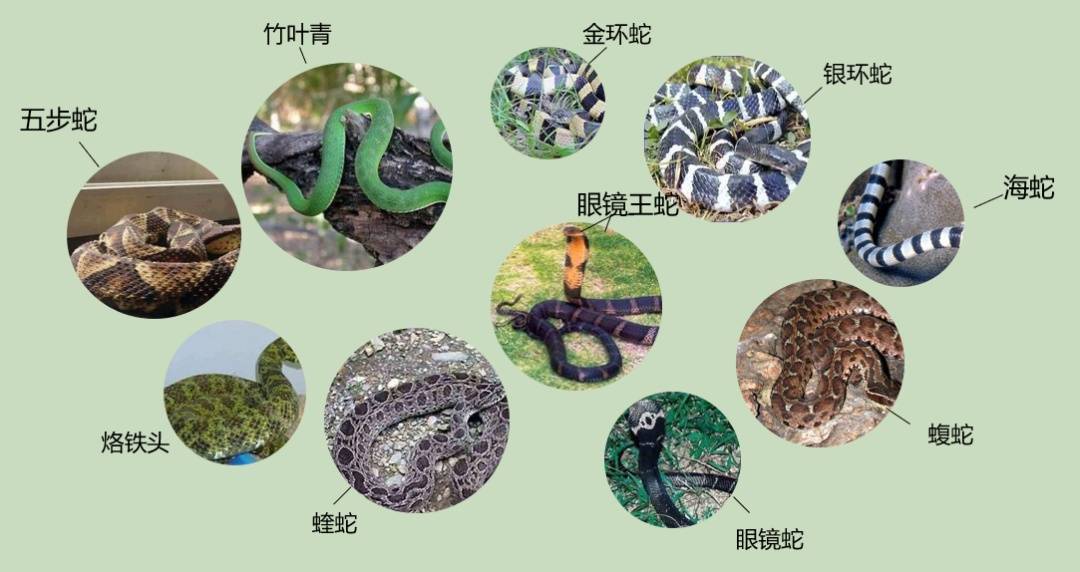 女子半夜上厕所<strong></p>
<p>抹茶交易所注册</strong>,马桶里突然窜出一条蛇!