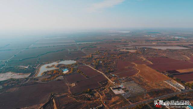 金秋10月昌吉胡杨林进入最佳观赏期