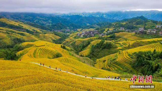 金秋<strong></p>
<p>注册邀请码</strong>,广西的梯田一点不输!