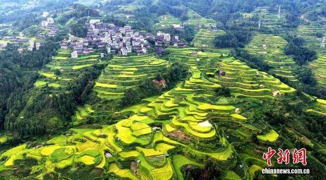 金秋<strong></p>
<p>注册邀请码</strong>,广西的梯田一点不输!