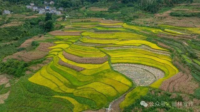 金秋<strong></p>
<p>注册邀请码</strong>,广西的梯田一点不输!