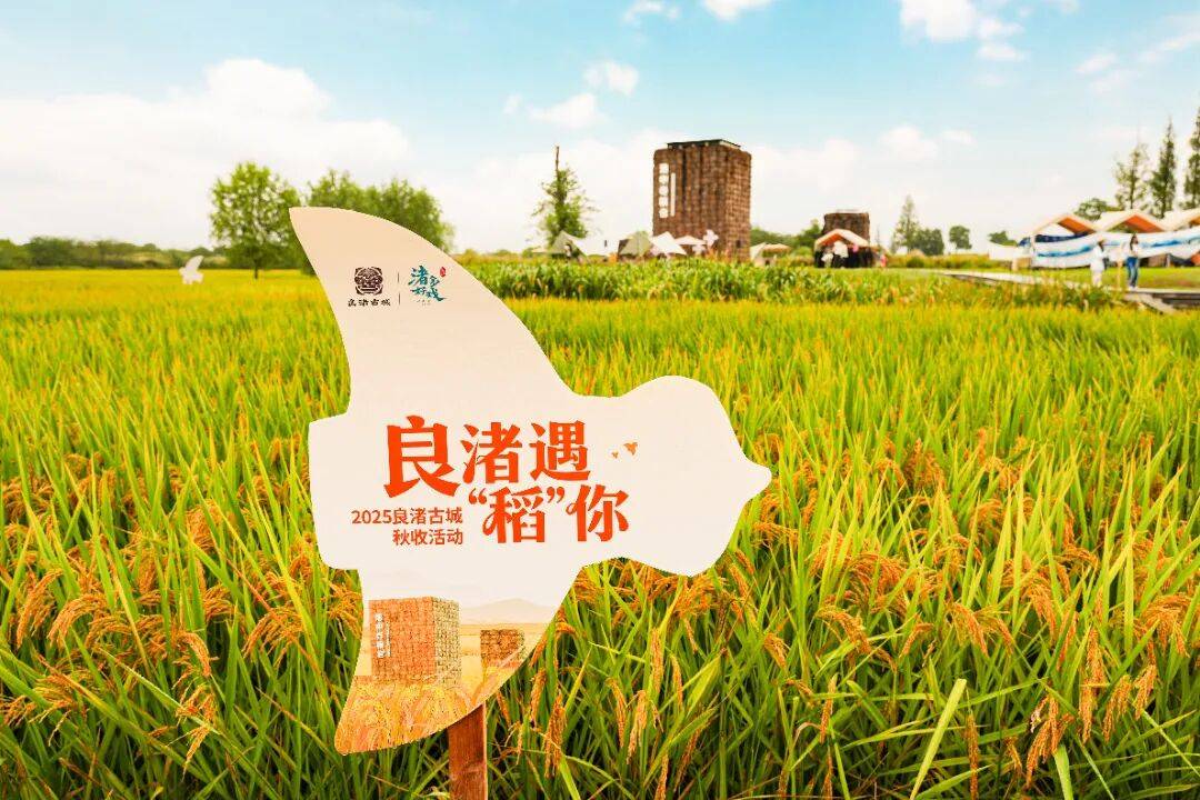 良渚遇“稻”<strong></p>
<p>注册邀请码</strong>你 ｜ 秋季活动正当时