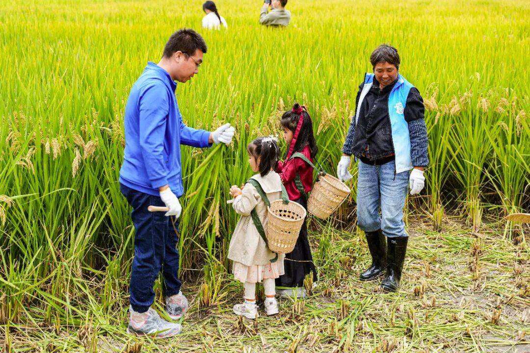 良渚遇“稻”<strong></p>
<p>注册邀请码</strong>你 ｜ 秋季活动正当时