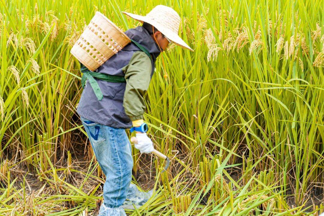 良渚遇“稻”<strong></p>
<p>注册邀请码</strong>你 ｜ 秋季活动正当时