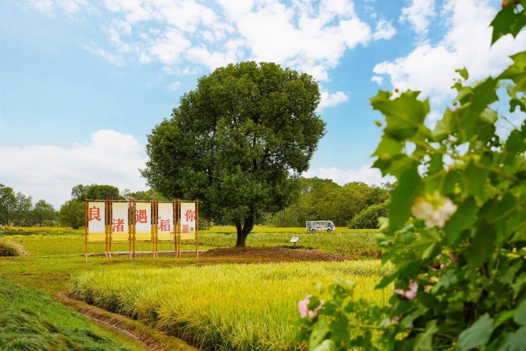 良渚遇“稻”<strong></p>
<p>注册邀请码</strong>你 ｜ 秋季活动正当时